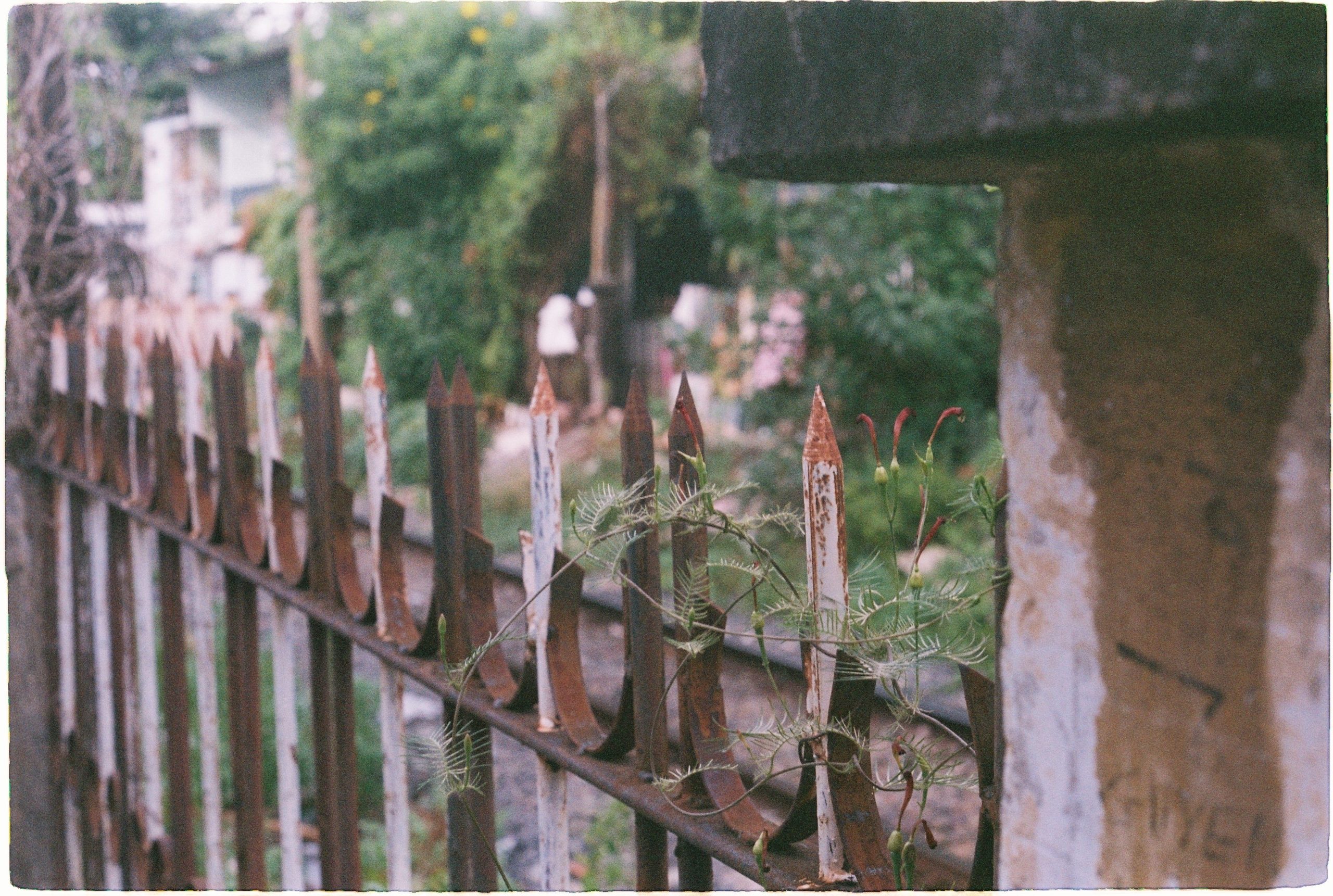 Clôture rouille avec pointes et plantes