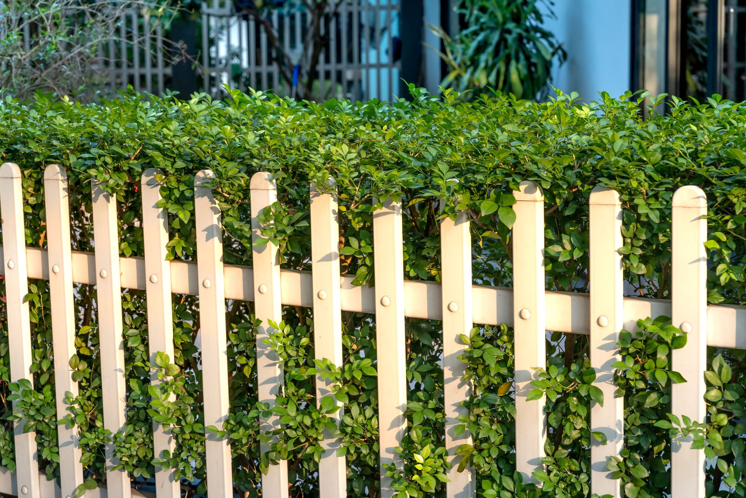 Clôture PVC blanche avec plantes vertes en plein soleil